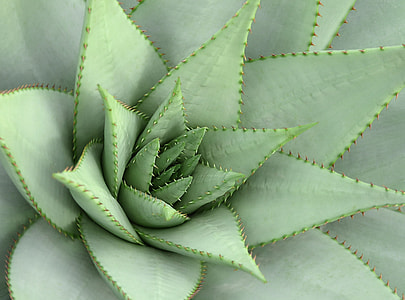 closeup photo of green plant thumbnail