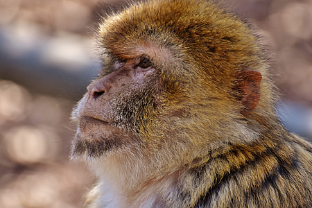 Barbary Ape, Endangered Species thumbnail
