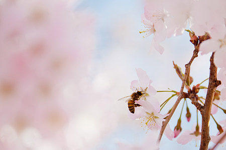 shallow focus photography of honeybee harvesting pollen from pink cherry blossom flower thumbnail