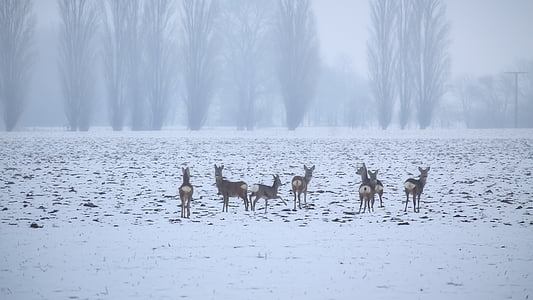 deers on snow during daytime thumbnail