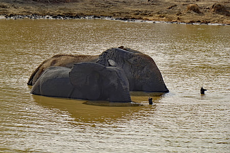 photo of two elephant in body of water thumbnail