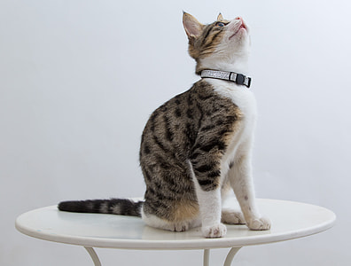 brown and white cat sitting on table thumbnail
