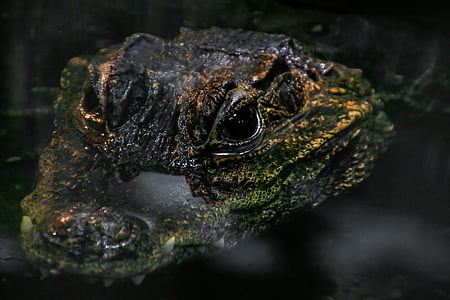 macro shot photography of brown crocodile thumbnail