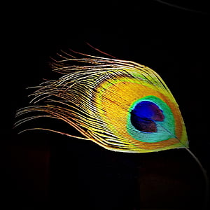 yellow, teal, and purple feather thumbnail