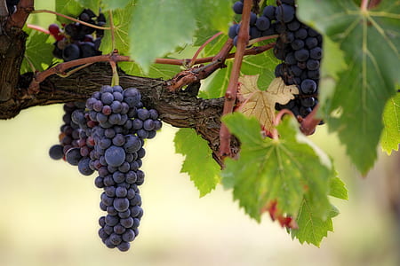 focused photo of purple grapes thumbnail