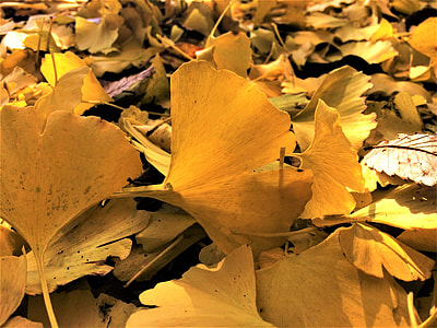 Maidenhair Tree, Gingko Tree thumbnail