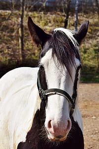white and black horse thumbnail