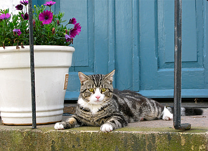 brown tabby cat beside pink potted osteospermum flowers and blue wooden doors thumbnail