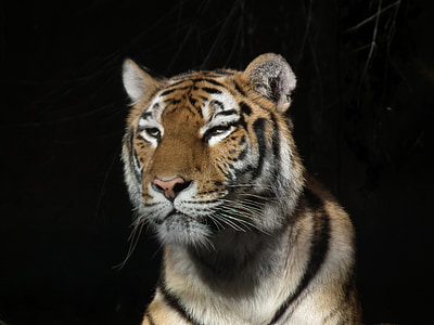 adult tiger thumbnail