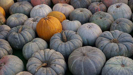 bunch of pumpkins thumbnail