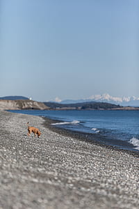 brown dog near body of water thumbnail