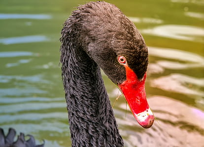 shallow focus photo of black swan thumbnail
