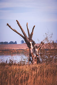 Bare Tree Beside Body of Water thumbnail