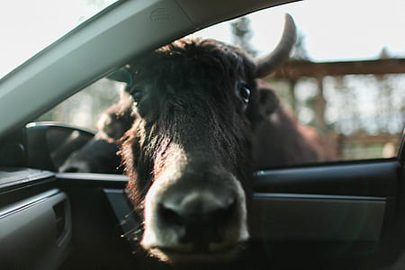 black cow with head inside vehicle thumbnail