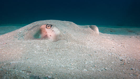 gray octopus covered in sand thumbnail