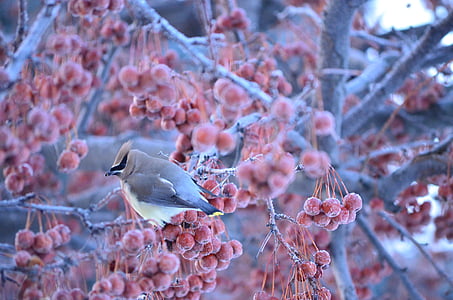 brown hummingbird perch on tree thumbnail