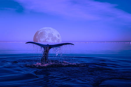 photo of whale tail during nighttime thumbnail