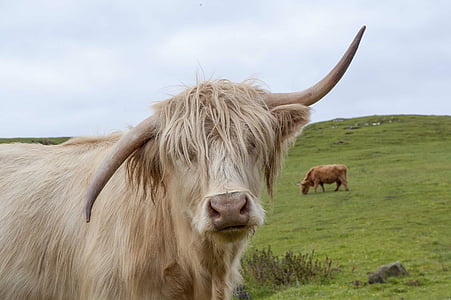 white cow thumbnail