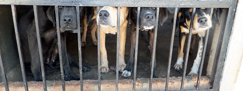 four dogs inside cage thumbnail