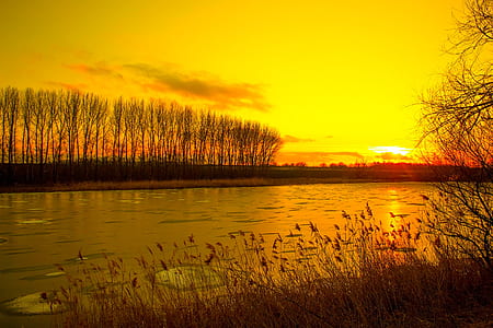 leafless trees beside body of water thumbnail