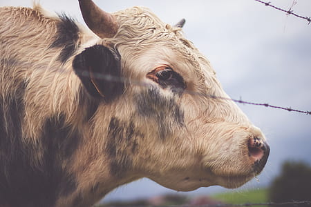focus photo of white and black cattle thumbnail