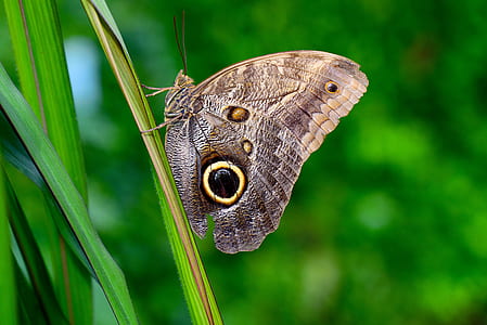 selective focus photography of morpho butterfly perched on green leaf thumbnail