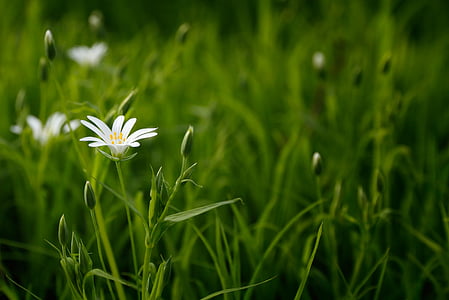 selective focus photography of white-petaled flowers thumbnail