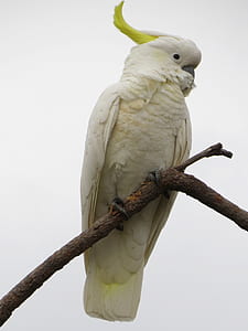 cockatoo perched on tree branch thumbnail