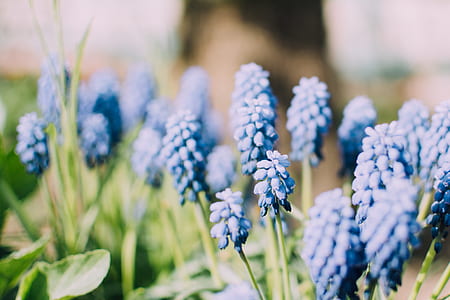 tilt shift lens photography of blue flowers thumbnail