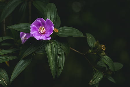 Closeup Photo of Purple Petaled Flower thumbnail
