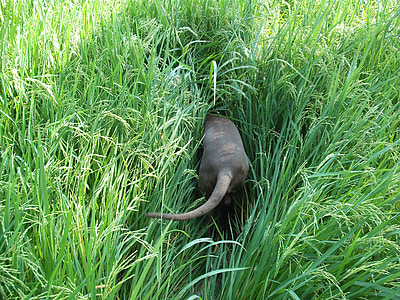 brown animal on green leafed plants at daytime thumbnail
