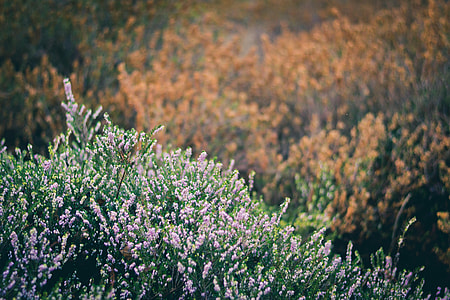 garden of flower thumbnail