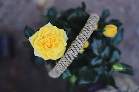 shallow focus photography of yellow flower thumbnail