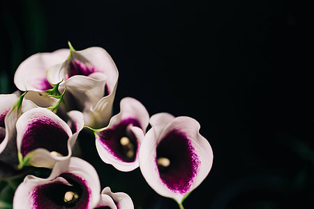 Close-ups of flowers and plants thumbnail
