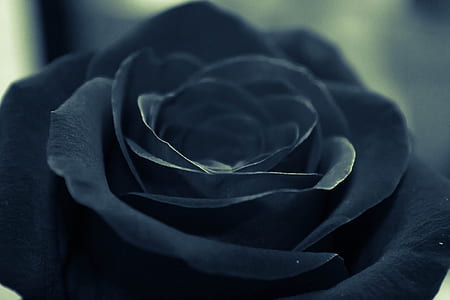 selective focus photography of black rose flower thumbnail