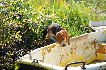 adult tricolor beagle climbing on boat during day thumbnail