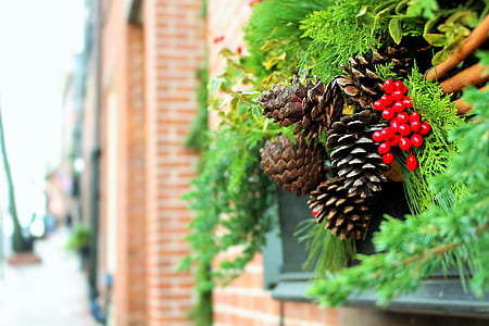 selective focus photography of pine cones thumbnail