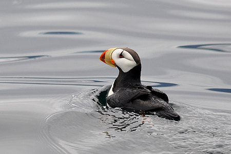 puffin bird thumbnail