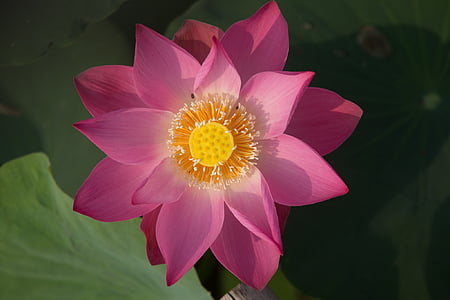 close-up photography of pink flower thumbnail