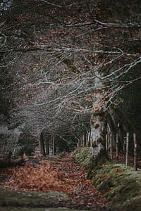 green tree at daytime thumbnail