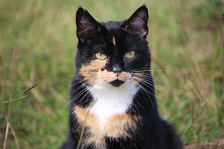 short-coated black, brown, and white cat thumbnail