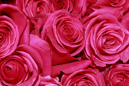 closeup photograph of roses thumbnail