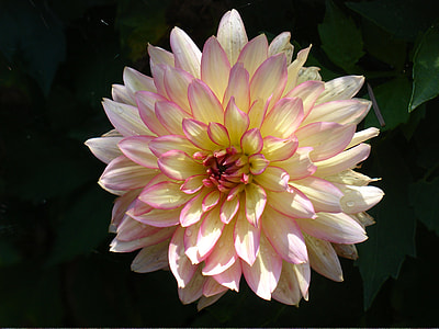 close up photo of white daliah thumbnail