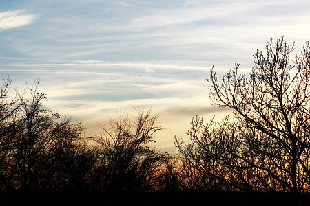bare trees thumbnail