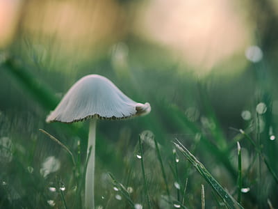 shallow focus photography of mushroom thumbnail