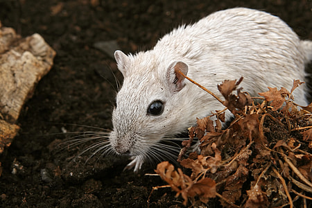 close up photography of brown rodent thumbnail