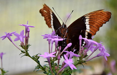 black and brown butterfly perched on purple flower close-up photography thumbnail