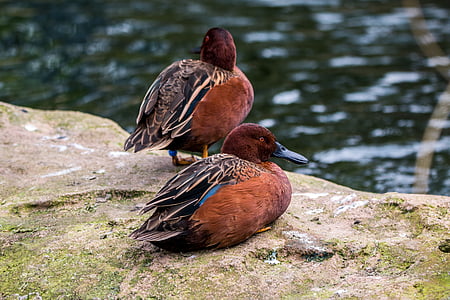 two brown mallard ducks on green grass thumbnail