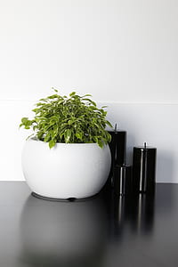three pillar candles beside plant pot thumbnail