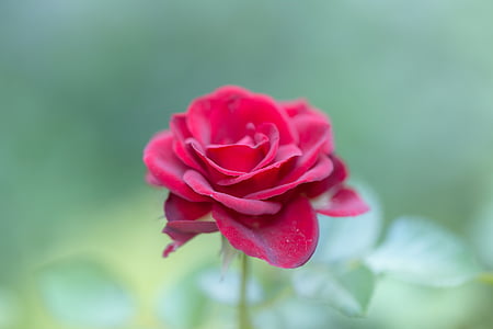 red flower thumbnail